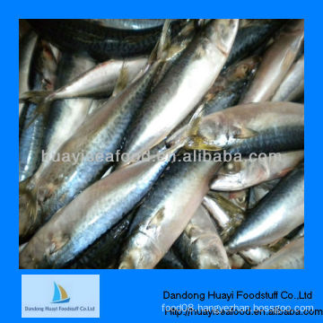 frozen mackerel fish